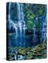 Scenic view of waterfall in a forest, Lower Proxy Falls, Three Sisters Wilderness, Willamette Na...-null-Stretched Canvas