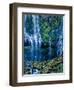 Scenic view of waterfall in a forest, Lower Proxy Falls, Three Sisters Wilderness, Willamette Na...-null-Framed Photographic Print