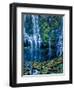 Scenic view of waterfall in a forest, Lower Proxy Falls, Three Sisters Wilderness, Willamette Na...-null-Framed Photographic Print