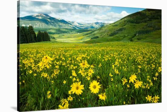 Scenic View of Wildflowers in a Field, Crested Butte, Colorado, USA-null-Stretched Canvas