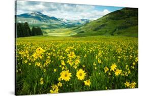 Scenic View of Wildflowers in a Field, Crested Butte, Colorado, USA-null-Stretched Canvas