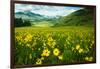 Scenic View of Wildflowers in a Field, Crested Butte, Colorado, USA-null-Framed Photographic Print