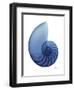 Scenic Water Snail 2-Albert Koetsier-Framed Art Print