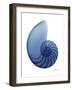 Scenic Water Snail 2-Albert Koetsier-Framed Art Print