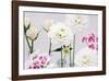 Scent of Summer II-James Guilliam-Framed Giclee Print