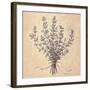 Scent of Thyme-Todd Telander-Framed Art Print