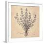 Scent of Thyme-Todd Telander-Framed Art Print