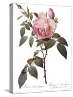 Scented Rose of India, Rosa Indica Fragrans-Pierre Joseph Redoute-Stretched Canvas