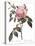 Scented Rose of India, Rosa Indica Fragrans-Pierre Joseph Redoute-Stretched Canvas