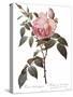 Scented Rose of India, Rosa Indica Fragrans-Pierre Joseph Redoute-Stretched Canvas