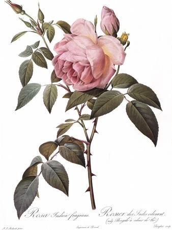 https://imgc.allpostersimages.com/img/posters/scented-rose-of-india-rosa-indica-fragrans_u-L-Q1I5IMK0.jpg?artPerspective=n
