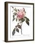 Scented Rose of India, Rosa Indica Fragrans-Pierre Joseph Redoute-Framed Giclee Print