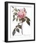 Scented Rose of India, Rosa Indica Fragrans-Pierre Joseph Redoute-Framed Giclee Print