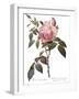 Scented Rose of India, Rosa Indica Fragrans-Pierre Joseph Redoute-Framed Giclee Print