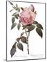 Scented Rose of India, Rosa Indica Fragrans-Pierre Joseph Redoute-Mounted Giclee Print