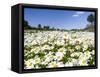 Scentless false mayweed meadow, Marvao. Portugal-Martin Zwick-Framed Stretched Canvas