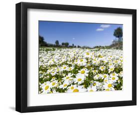 Scentless false mayweed meadow, Marvao. Portugal-Martin Zwick-Framed Photographic Print