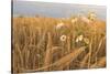 Scentless Mayweed (Tripleurospermum Inodorum) in a Ripe Barley Field. Perthshire, Scotland, July-Fergus Gill-Stretched Canvas