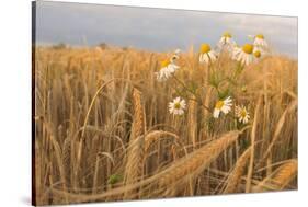 Scentless Mayweed (Tripleurospermum Inodorum) in a Ripe Barley Field. Perthshire, Scotland, July-Fergus Gill-Stretched Canvas