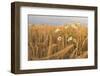 Scentless Mayweed (Tripleurospermum Inodorum) in a Ripe Barley Field. Perthshire, Scotland, July-Fergus Gill-Framed Photographic Print