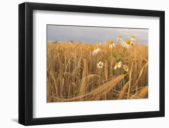 Scentless Mayweed (Tripleurospermum Inodorum) in a Ripe Barley Field. Perthshire, Scotland, July-Fergus Gill-Framed Photographic Print