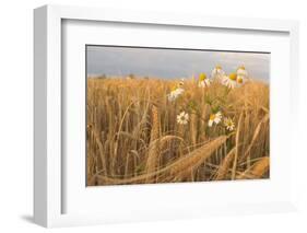 Scentless Mayweed (Tripleurospermum Inodorum) in a Ripe Barley Field. Perthshire, Scotland, July-Fergus Gill-Framed Photographic Print