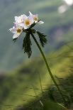 Anemone in Flower, Mount Cheget, Caucasus, Russia, June 2008-Schandy-Photographic Print