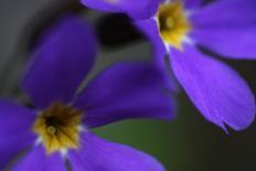 Close-Up of Blue Flower (Campanula Stevenii) Mount Cheget, Caucasus, Russia, June 2008-Schandy-Photographic Print