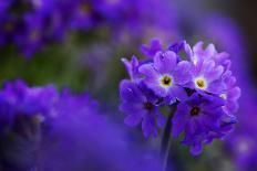 Blue Flowers (Primula Sp) Mount Cheget, Caucasus, Russia, June 2008-Schandy-Photographic Print