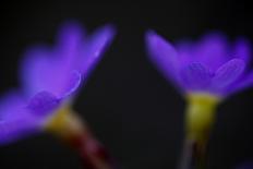 Close-Up of Blue Flower (Campanula Stevenii) Mount Cheget, Caucasus, Russia, June 2008-Schandy-Photographic Print