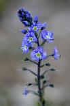 Close-Up of Blue Flower (Campanula Stevenii) Mount Cheget, Caucasus, Russia, June 2008-Schandy-Photographic Print