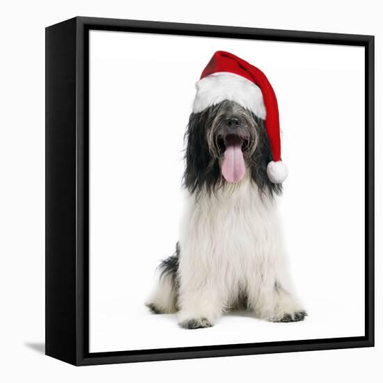 Schapendoes or Dutch SheepWearing Christmas Hat-null-Framed Stretched Canvas