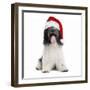 Schapendoes or Dutch SheepWearing Christmas Hat-null-Framed Photographic Print