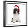 Schapendoes or Dutch SheepWearing Christmas Hat-null-Framed Photographic Print