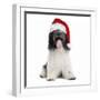 Schapendoes or Dutch SheepWearing Christmas Hat-null-Framed Photographic Print