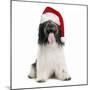 Schapendoes or Dutch SheepWearing Christmas Hat-null-Mounted Photographic Print