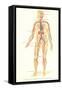 Schematic of Circulatory System-null-Framed Stretched Canvas