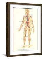 Schematic of Circulatory System-null-Framed Art Print