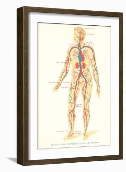 Schematic of Circulatory System-null-Framed Art Print