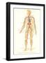 Schematic of Circulatory System-null-Framed Art Print