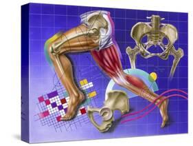 Schematic Showing Hip and Leg Motion-null-Stretched Canvas