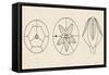 Schematic Structures of Blastoids, Pelmatozoa, Echinoderms-null-Framed Stretched Canvas