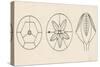 Schematic Structures of Blastoids, Pelmatozoa, Echinoderms-null-Stretched Canvas