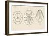 Schematic Structures of Blastoids, Pelmatozoa, Echinoderms-null-Framed Giclee Print