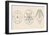 Schematic Structures of Blastoids, Pelmatozoa, Echinoderms-null-Framed Giclee Print