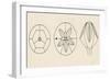 Schematic Structures of Blastoids, Pelmatozoa, Echinoderms-null-Framed Giclee Print