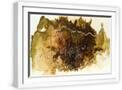 White Frame