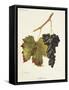 Schiava Grape-J. Troncy-Framed Stretched Canvas