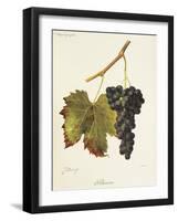 Schiava Grape-J. Troncy-Framed Giclee Print