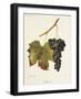 Schiava Grape-J. Troncy-Framed Giclee Print